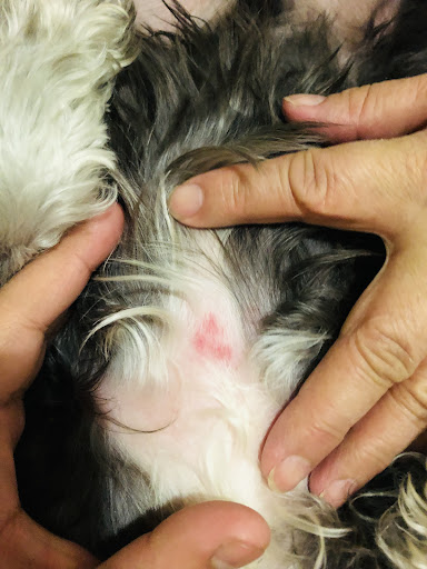 Pet Supply Store «PetSmart», reviews and photos, 475 Bank St, Waterbury, CT 06708, USA