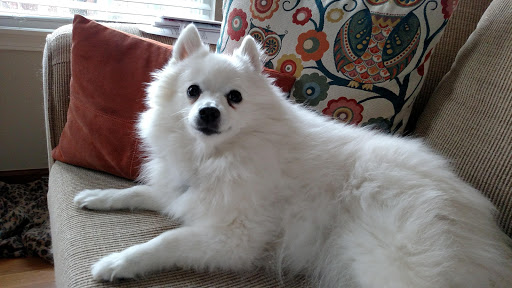 Pet Supply Store «Petco Animal Supplies», reviews and photos, 990 Brook Forest Ave, Shorewood, IL 60431, USA