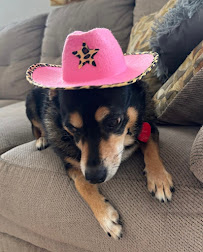 Banfield Pet Hospital - Photo 5 - Car repair in Caguas, Puerto Rico, Bayamón