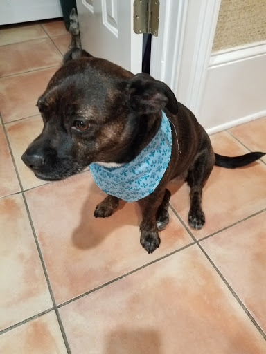 Pet Groomer «Fetching Styles, LLC», reviews and photos, 90 Foothills Pkwy c202, Marble Hill, GA 30148, USA