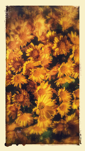 Grocery Store «The Fresh Market», reviews and photos, 1320 McFarland Blvd E #100, Tuscaloosa, AL 35401, USA