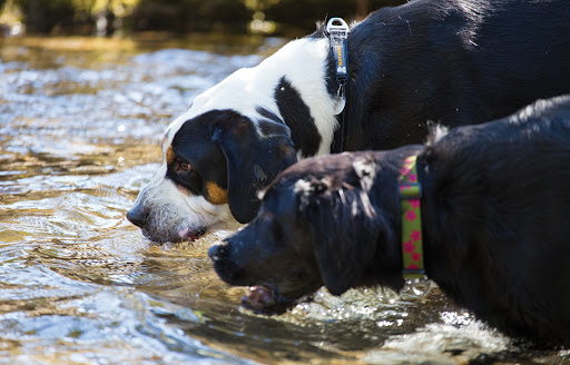 Pet Supply Store «Blue Ridge Dog», reviews and photos, 115 W Water St, Harrisonburg, VA 22801, USA