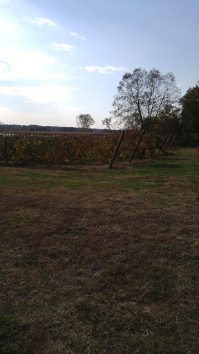 Vineyard «Iron Plow Vineyards», reviews and photos, 26750 Mt Pleasant Rd, Columbus, NJ 08022, USA