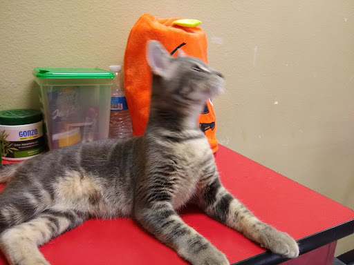 Pet Supply Store «PetSmart», reviews and photos, 16257 N Scottsdale Rd, Scottsdale, AZ 85254, USA