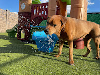 Pinnacle Pets Play & Stay - Photo 2 - Car repair in Grove City, OH, Columbus