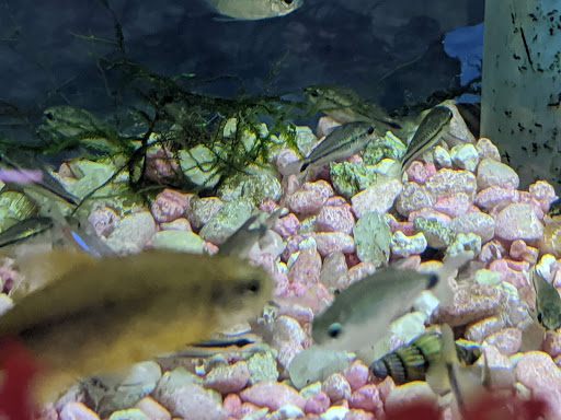 Pet Store «Pet Connection», reviews and photos, 29551 Five Mile Road, Livonia, MI 48154, USA