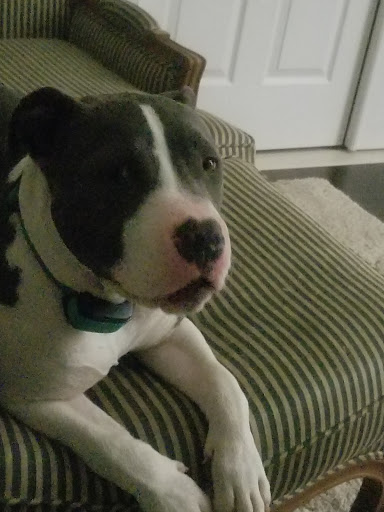 Pet Store «Pet Valu», reviews and photos, 611 Berlin-Cross Keys Rd, Sicklerville, NJ 08081, USA