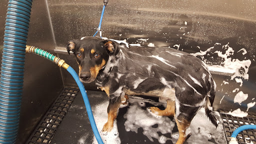 Pet Supply Store «Pet Supplies Plus», reviews and photos, 2180 Dixie Hwy, Fort Mitchell, KY 41017, USA