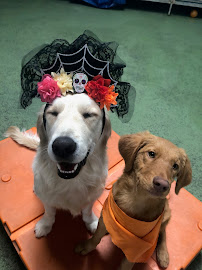 Wags & Wiggles - Photo 7 - Car repair in Rancho Santa Margarita, CA, Mission Viejo