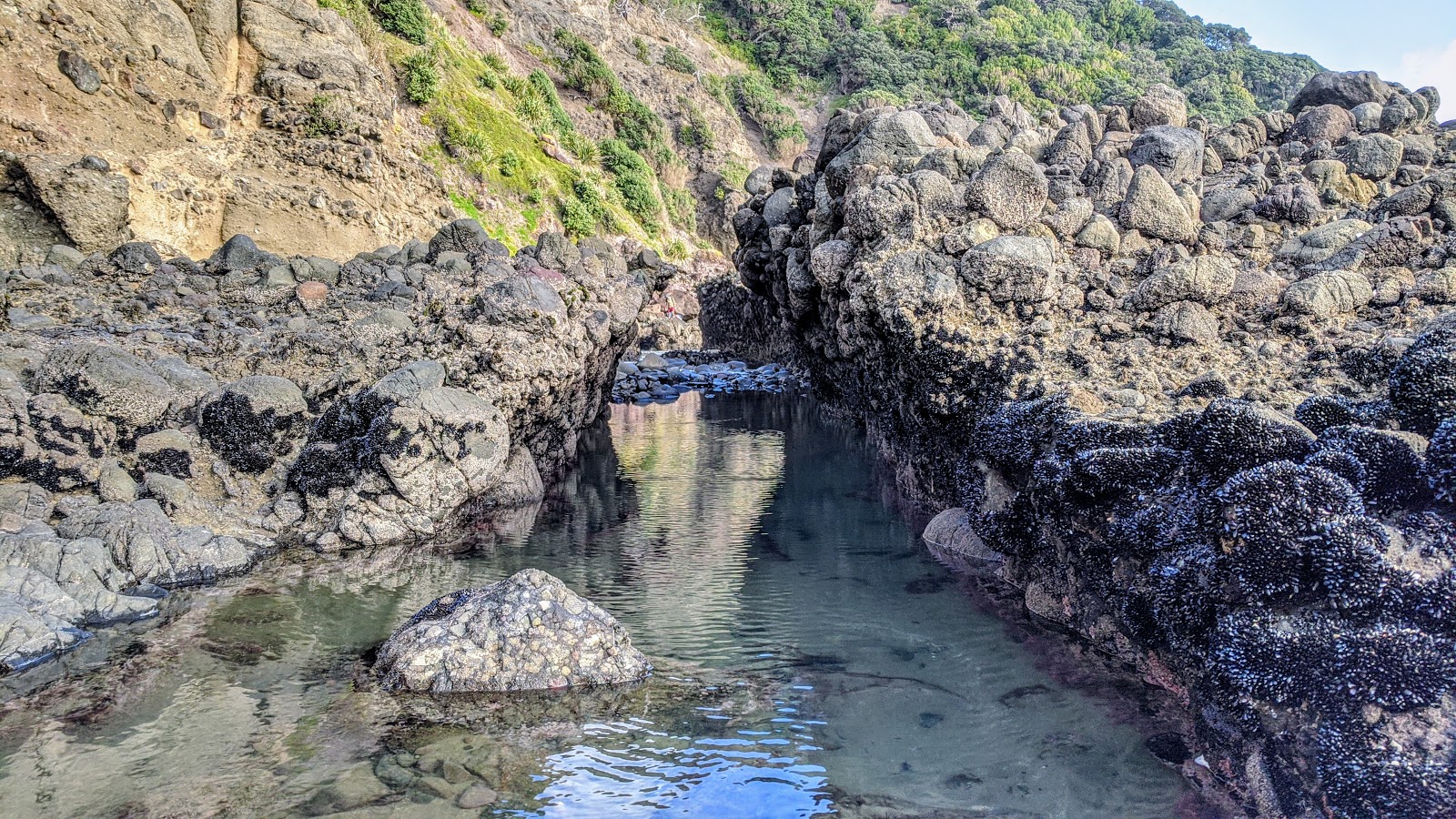 Foto av Whites Beach beläget i naturområde