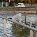 Photo n°3 de l'avis de Marianne.l fait le 01/04/2018 à 16:39 sur le  Bodenseehotel Renn à Hagnau am Bodensee