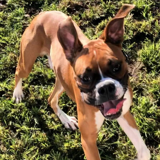 Pet Boarding Service «Howliday Inn Suites & Treats Pet Resort», reviews and photos, 1 Davis Ct, Hurricane, WV 25526, USA