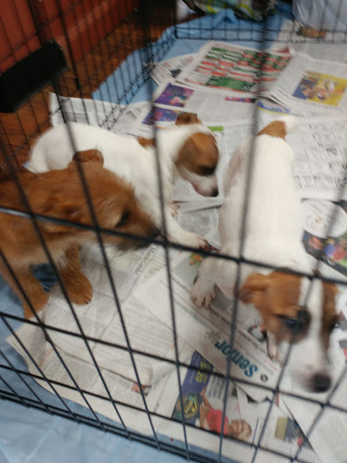 Pet Store «Pet Valu», reviews and photos, 1301 W Skippack Pike, Blue Bell, PA 19422, USA