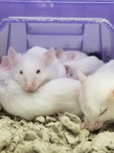 Pet Supply Store «Petco Animal Supplies», reviews and photos, 45 Holyoke St, Holyoke, MA 01040, USA