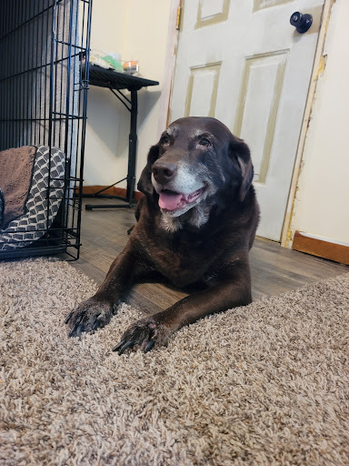 Mexico Animal Hospital