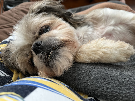 Insurance Agency «Embrace Pet Insurance», reviews and photos