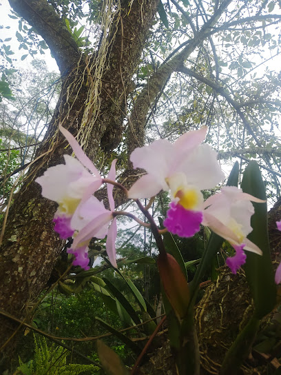 Orquídeario el salitre