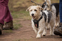 PetAbility - Car repair in , Fort Worth - Rated 5.0/5