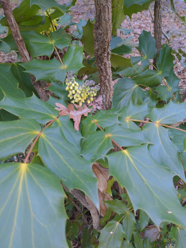 Park «Allsopp Park», reviews and photos, 3700 Cedar Hill Rd, Little Rock, AR 72202, USA