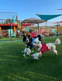 South Park Doggie - Adventureland (South Bay) - Photo 2 - Car repair in Gardena, CA, Torrance