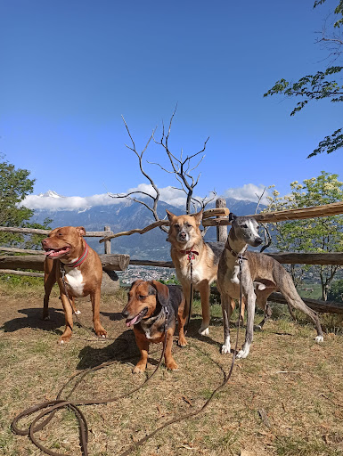 Pensioni per cani e dog hotel a Dogsitting Berglaufer