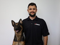 Sit Means Sit Dog Training - Charleston - Photo 9 - Car repair in Charleston, SC, North Charleston