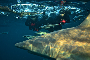 Shark Cage Diving KZN image