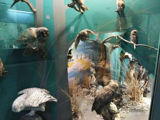 Natural History Museum «Cleveland Museum of Natural History», reviews and photos, 1 Wade Oval Dr, Cleveland, OH 44106, USA