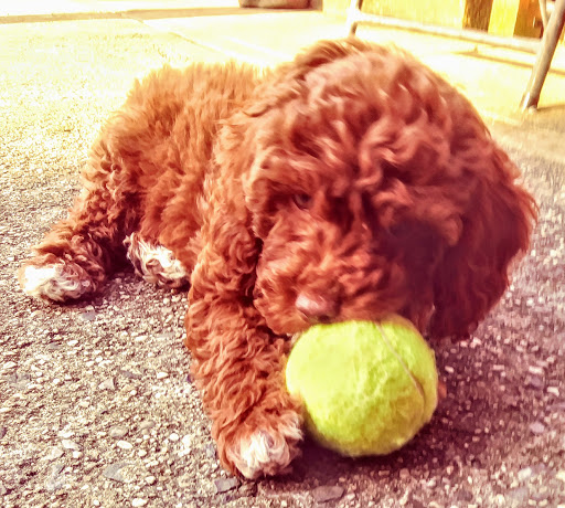 Golf Course «Bay Park Golf Course», reviews and photos, 1 1st Ave, East Rockaway, NY 11518, USA