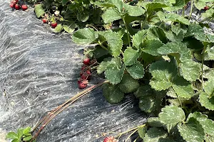 Kishigawa Sightseeing Strawberry Picking Association image