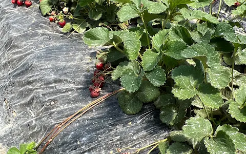 Kishigawa Sightseeing Strawberry Picking Association image