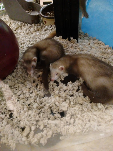 Pet Supply Store «Petco Animal Supplies», reviews and photos, 993 Branson Hills Pkwy, Branson, MO 65616, USA