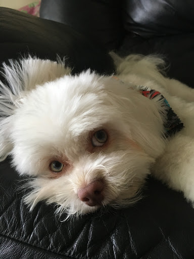 Pet Groomer «ITIG Happy Dog Wash», reviews and photos, 6465 S Chickasaw Trail, Orlando, FL 32829, USA