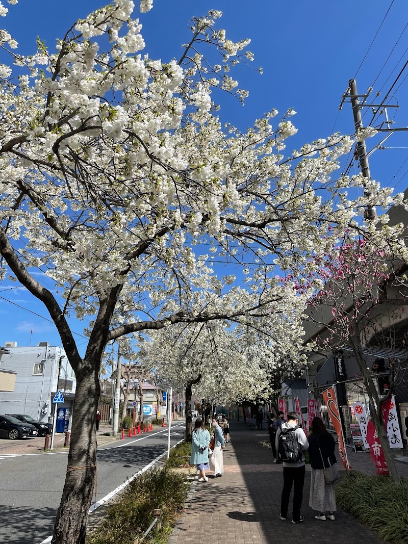 名鉄瀬戸線沿線の桜並木