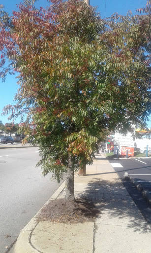 Running Store «Fleet Feet Sports Richmond», reviews and photos, 5600 Patterson Ave, Richmond, VA 23226, USA