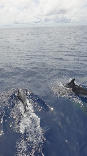 Sailing Adventure Azores - Pete Keeping Lda - Agência de viagens