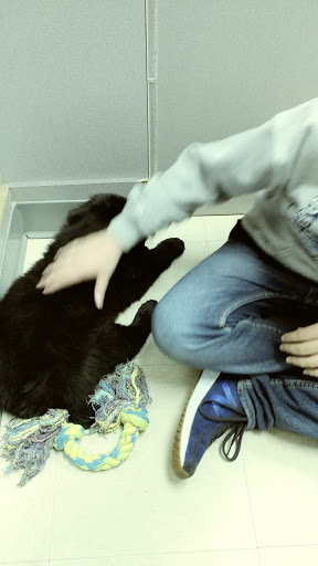 Pet Store «Petland», reviews and photos, 920 Hebron Rd, Heath, OH 43056, USA