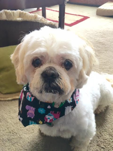 Pet Groomer «Pocono Pets-N-Stuff», reviews and photos, 2571 Milford Rd, East Stroudsburg, PA 18301, USA