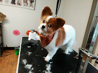 Cutright's Pet Salon - Photo 8 - Car repair in Springfield, IL, Springfield