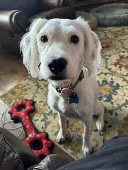 Chelsea's Pet Sitting