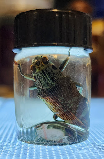 Explore filler ideas for tattoos, creative tattoo ideas in Onalaska, available at Rock Bottom Tattoo Studio