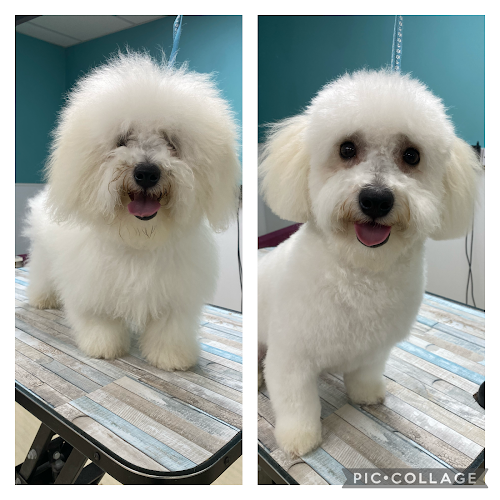 Adorable Paws Dog Grooming Salon - Dog trainer