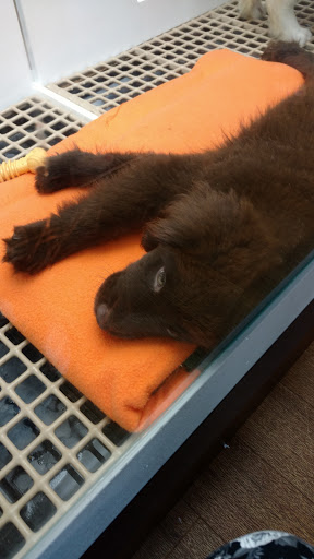 Pet Store «Petland Lancaster», reviews and photos, 1400 River Valley Cir N, Lancaster, OH 43130, USA