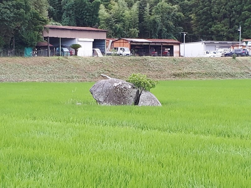 田んぼの中の岩