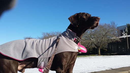 Gun Shop «Northwest Shooting Sports - Northwest Ammo Supply», reviews and photos, 2323 25th St SE, Salem, OR 97302, USA