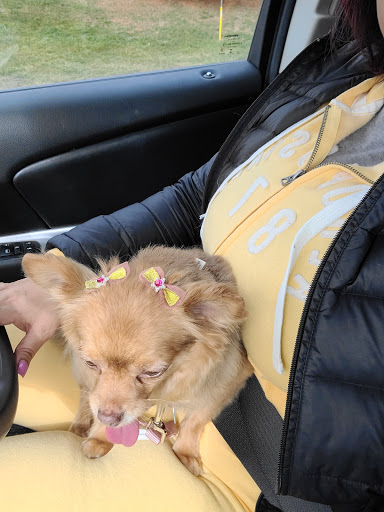 Pet Supply Store «PetSmart», reviews and photos, 1183 Berkshire Blvd, Wyomissing, PA 19610, USA