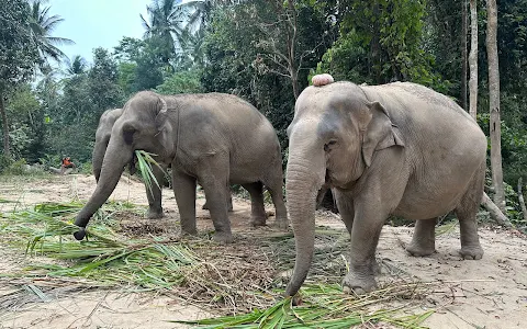 Elephant Jungle Sanctuary Samui image