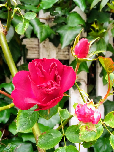 Market «La Honda Market», reviews and photos, 8865 La Honda Rd, La Honda, CA 94020, USA