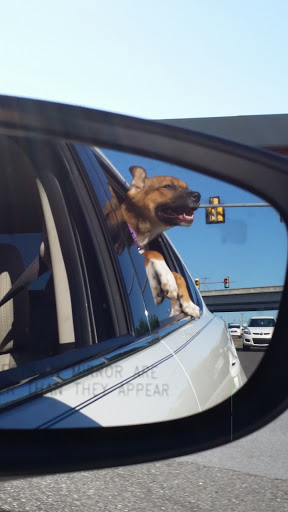 Kawasaki Motorcycle Dealer «Alcoa Good Times», reviews and photos, 2019 Topside Rd, Louisville, TN 37777, USA