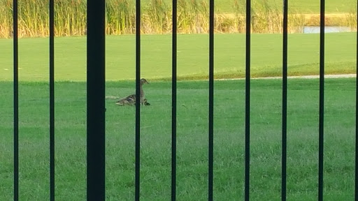 Golf Course «Oakmont Country Club», reviews and photos, 1200 Clubhouse Dr, Corinth, TX 76210, USA